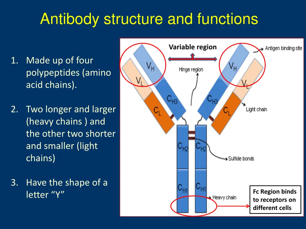 antibody structure and functions