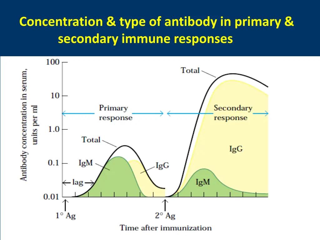 concentration type of antibody in primary