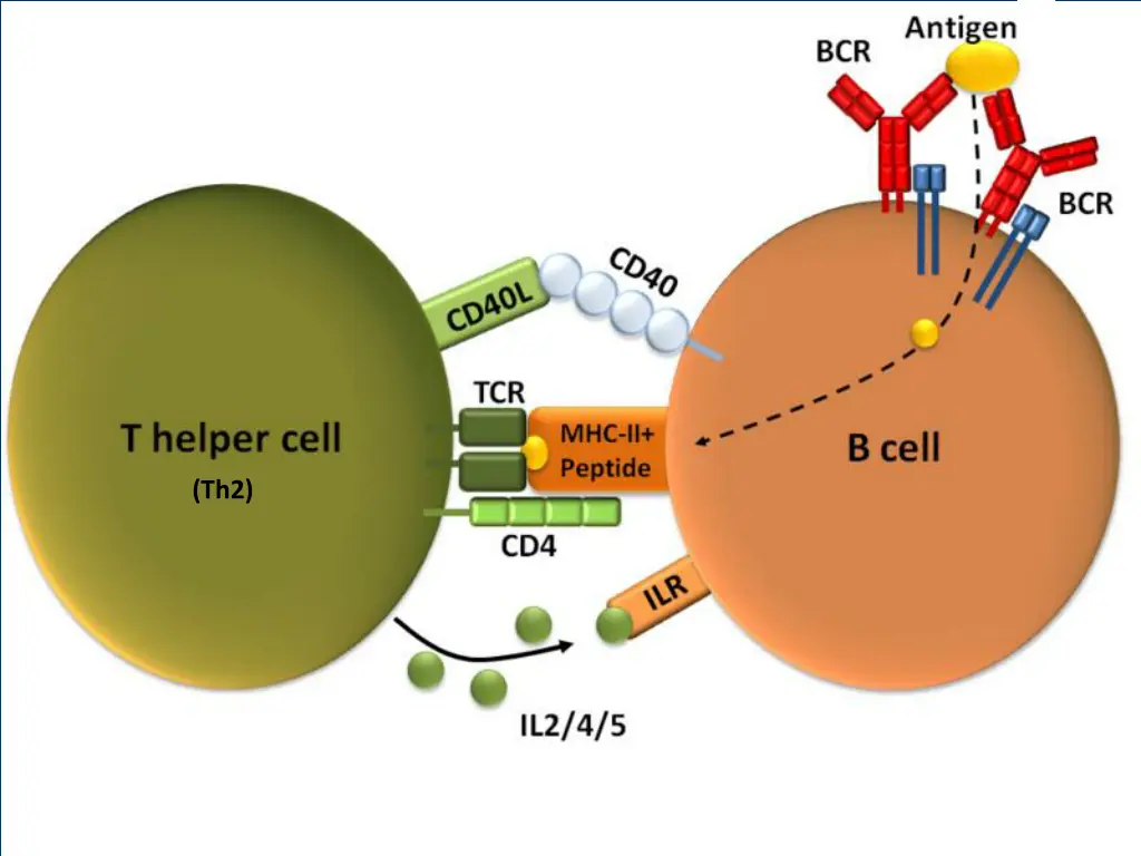 file t dependent b cell activation png