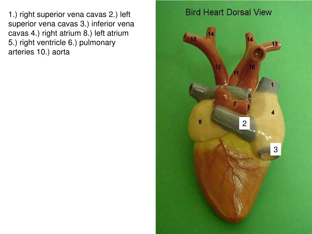 1 right superior vena cavas 2 left superior vena 1