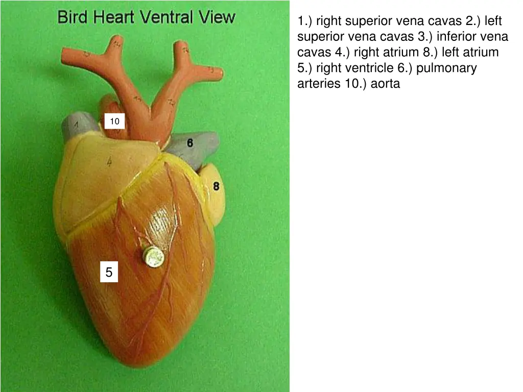 1 right superior vena cavas 2 left superior vena 2
