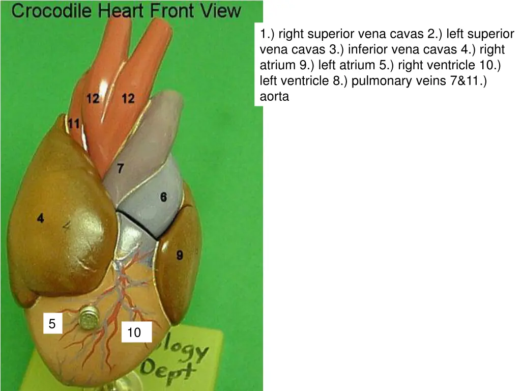 1 right superior vena cavas 2 left superior vena