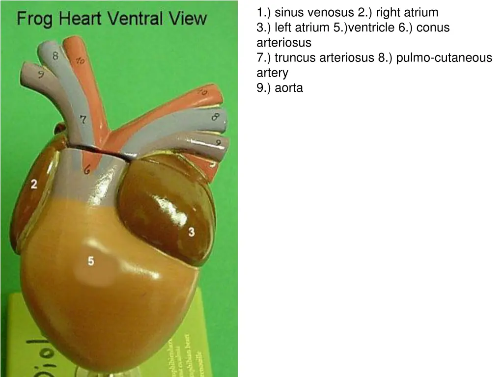 1 sinus venosus 2 right atrium 3 left atrium 1