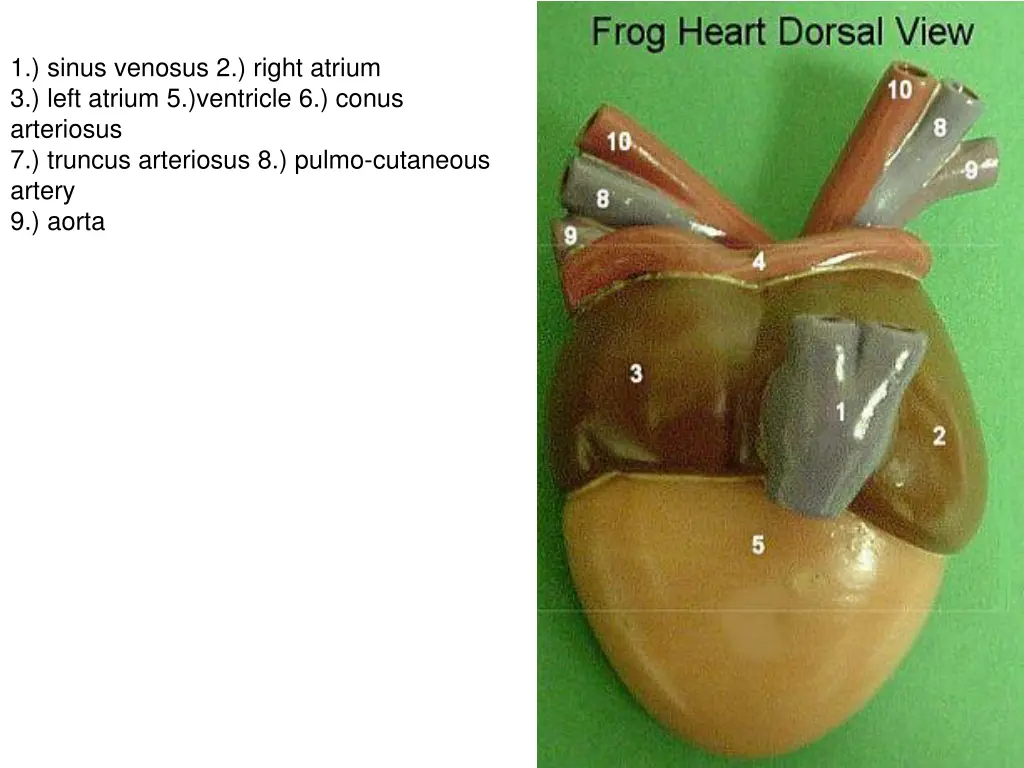 1 sinus venosus 2 right atrium 3 left atrium