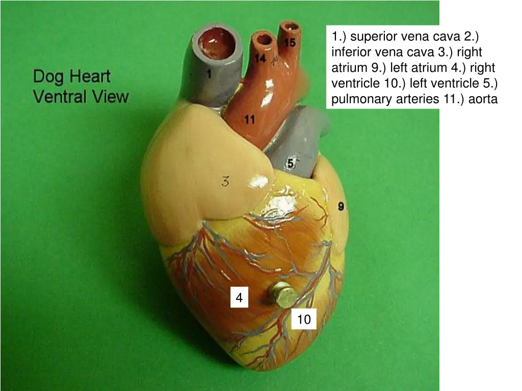 1 superior vena cava 2 inferior vena cava 3 right
