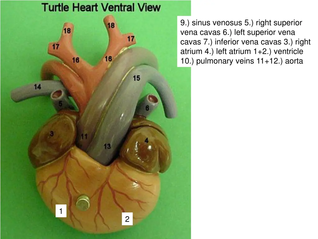 9 sinus venosus 5 right superior vena cavas 1