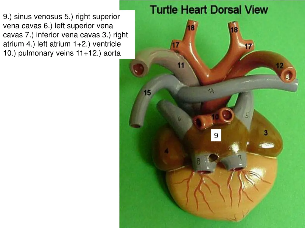 9 sinus venosus 5 right superior vena cavas