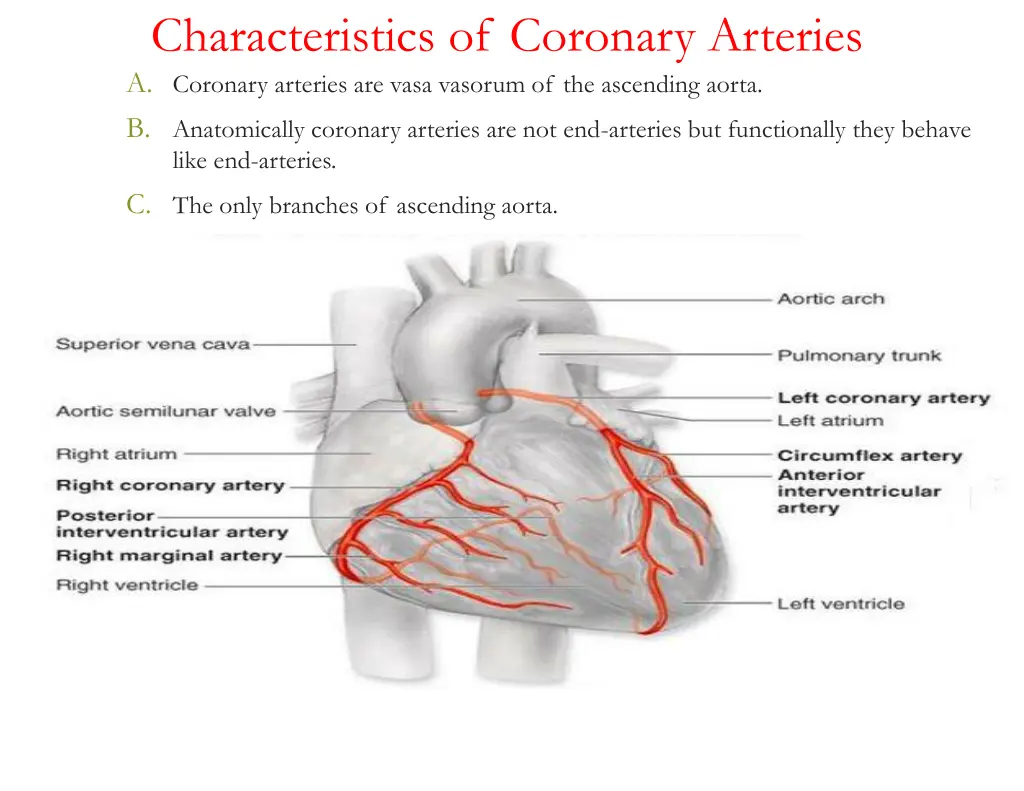 characteristics of coronary arteries a coronary