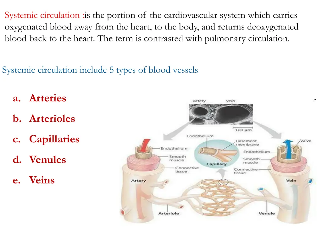 systemic circulation is the portion