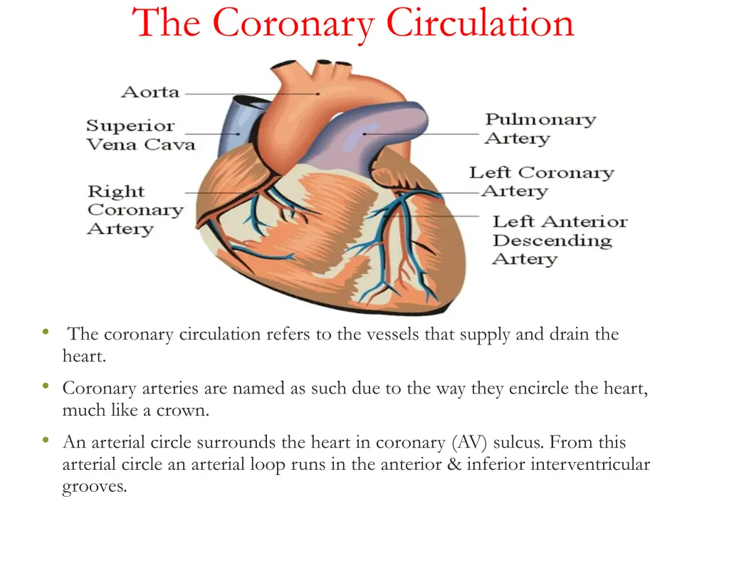 the coronary circulation