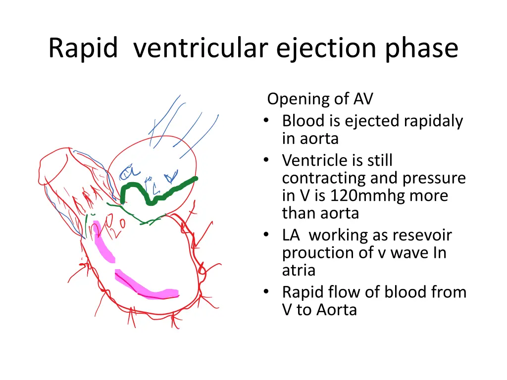 rapid ventricular ejection phase