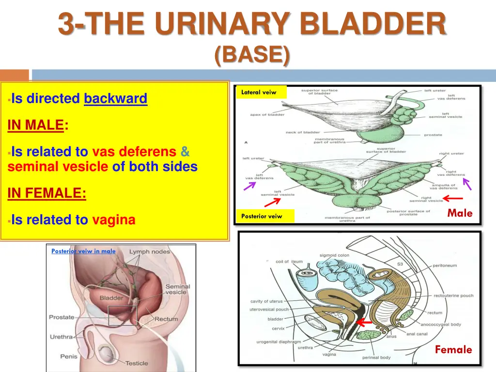 3 the urinary bladder base