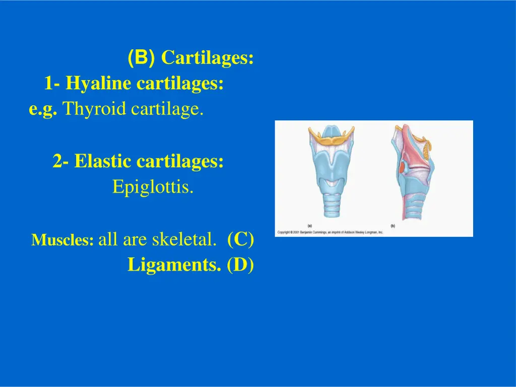 b cartilages