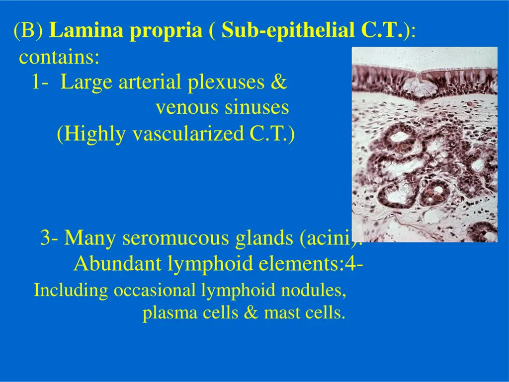 b lamina propria sub epithelial c t contains