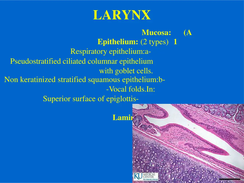 larynx 1