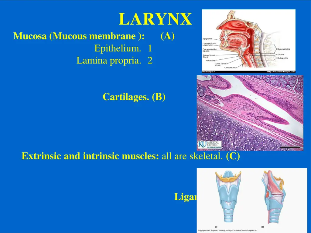 larynx