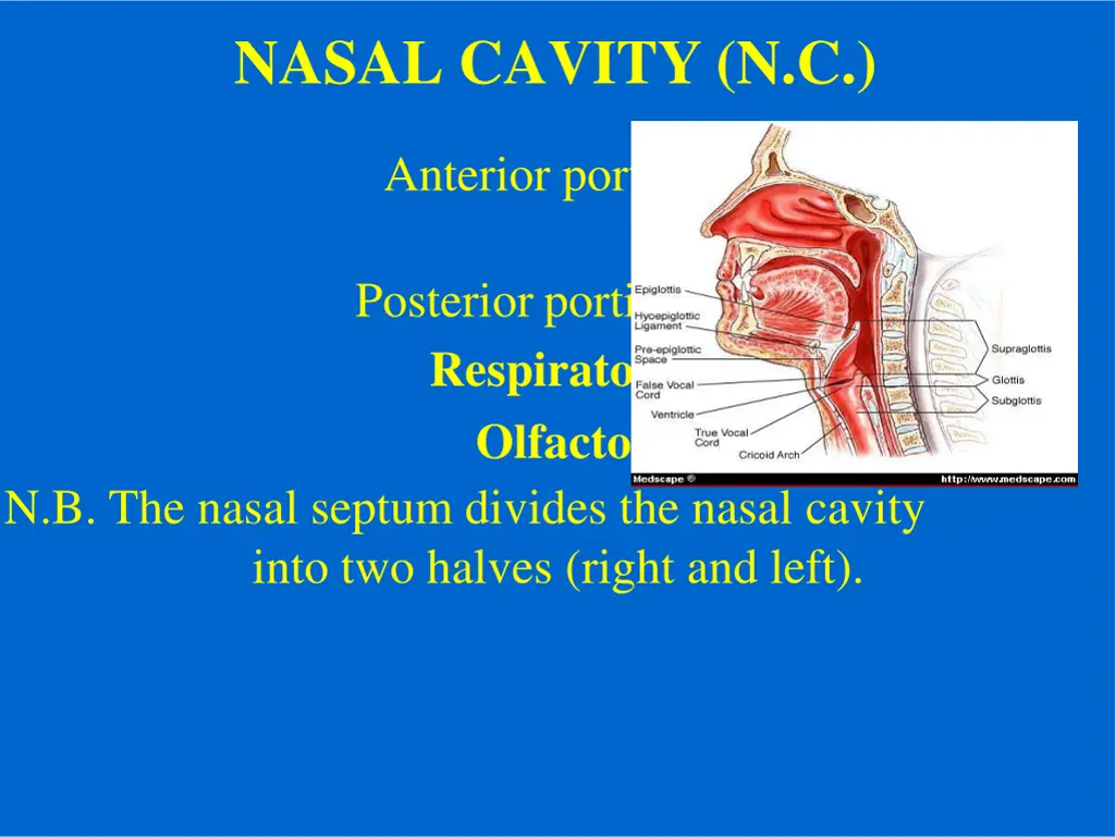 nasal cavity n c
