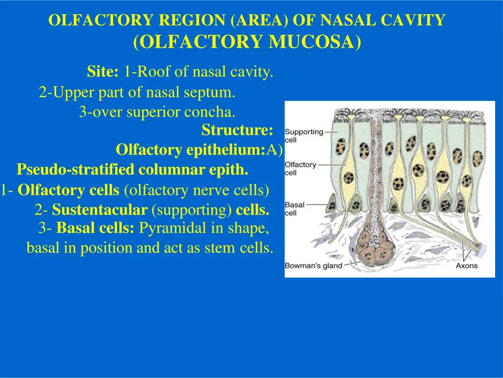 olfactory region area of nasal cavity olfactory