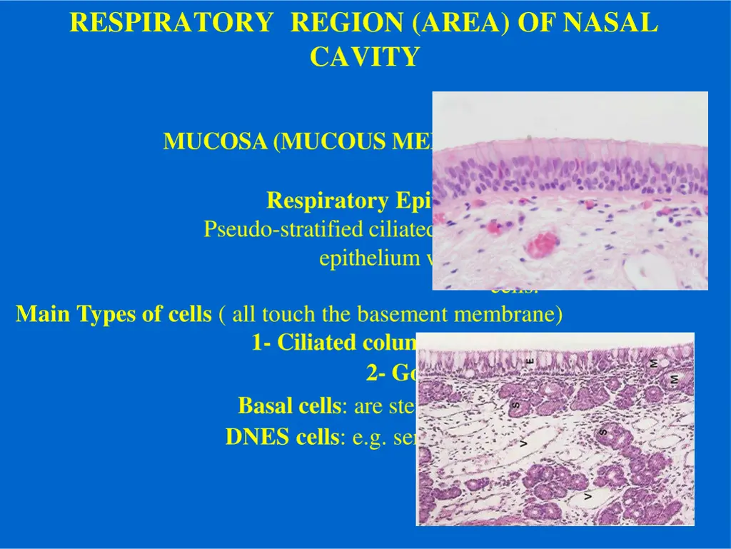 respiratory region area of nasal cavity