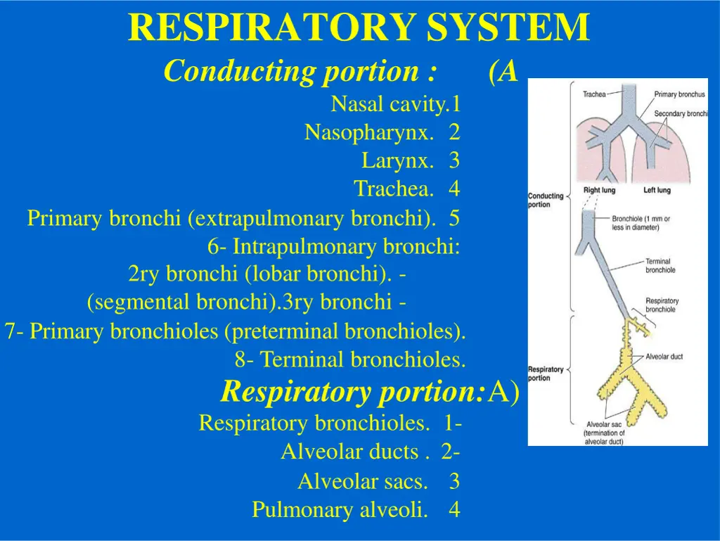 respiratory system conducting portion nasal