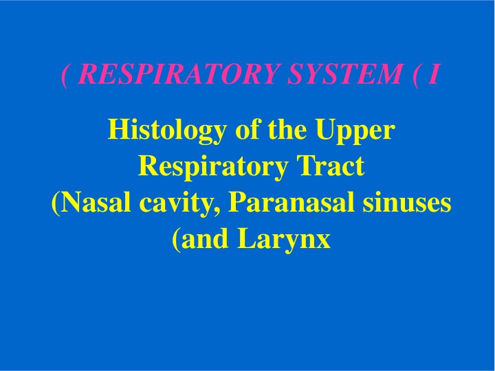 respiratory system i