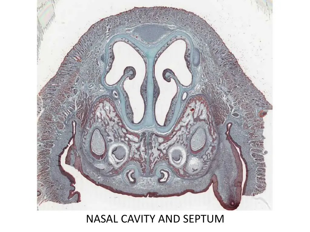 nasal cavity and septum