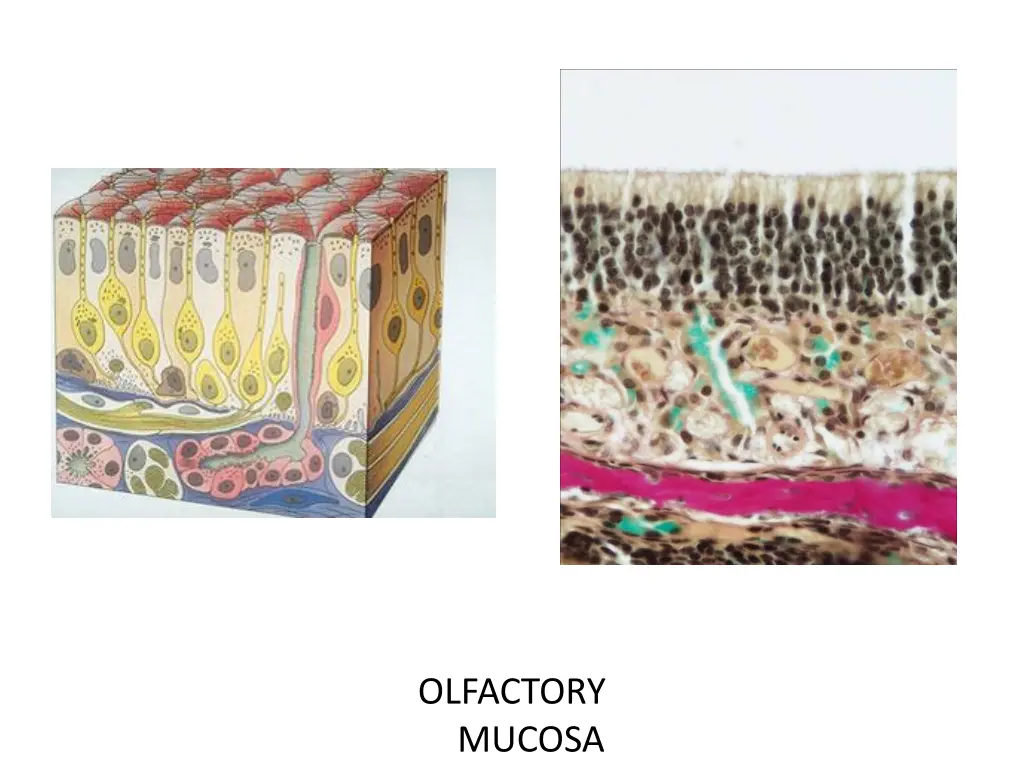 olfactory mucosa