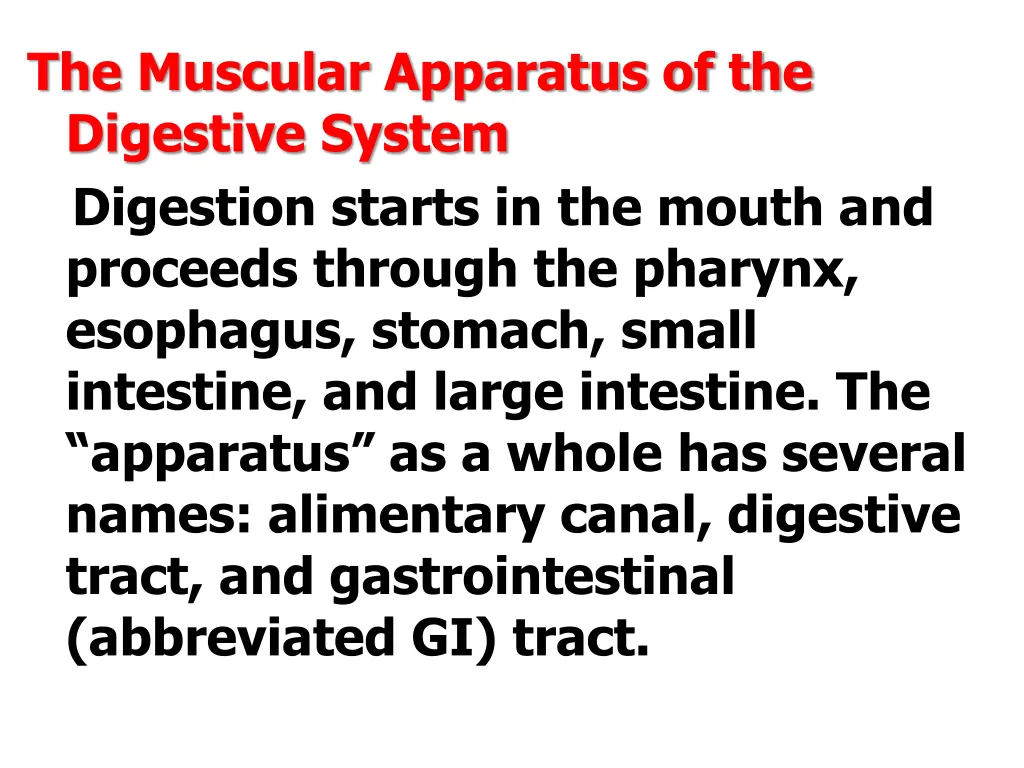 the muscular apparatus of the digestive system