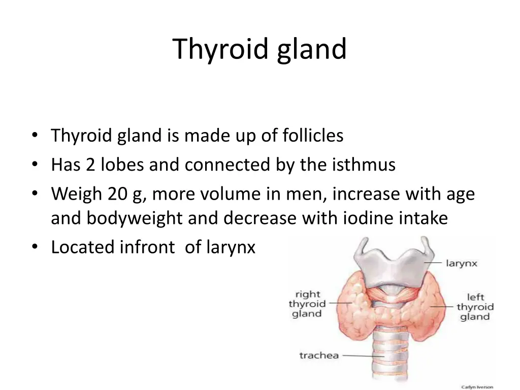 thyroid gland