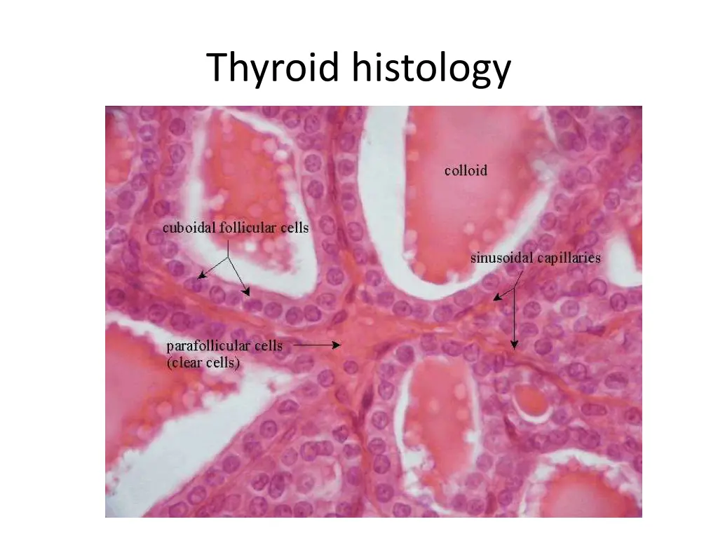 thyroid histology