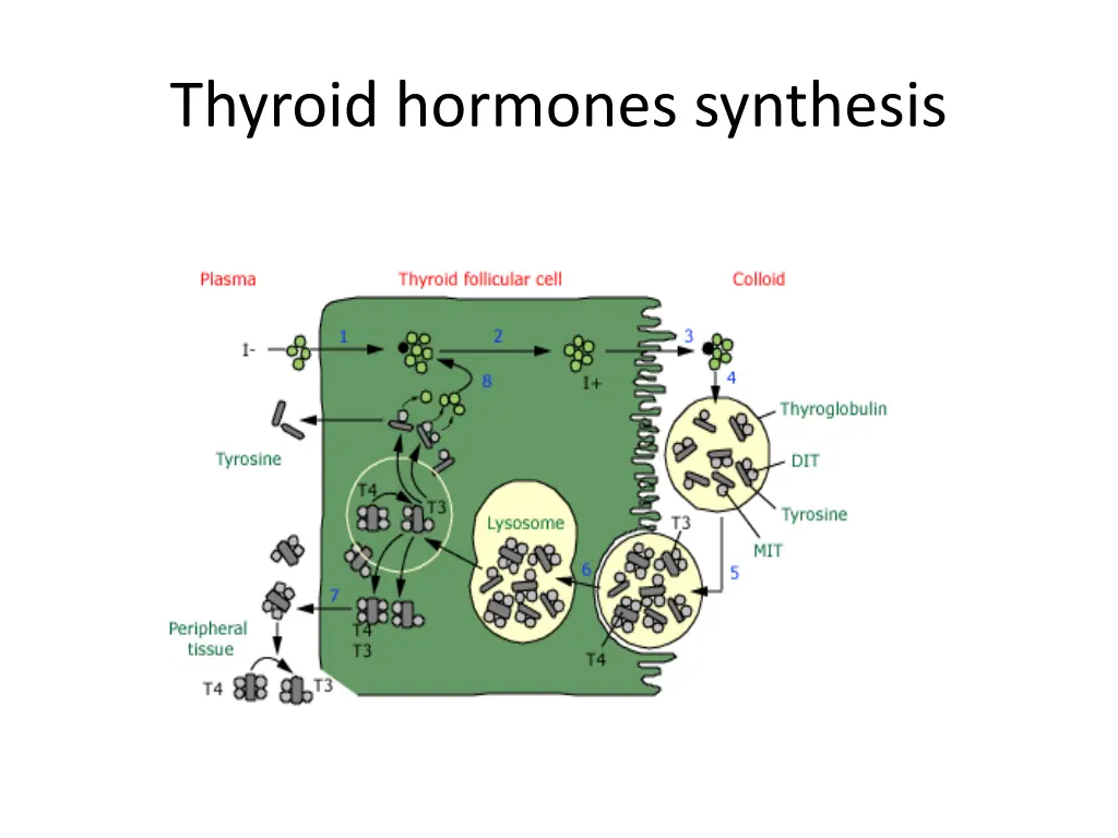 thyroid hormones synthesis