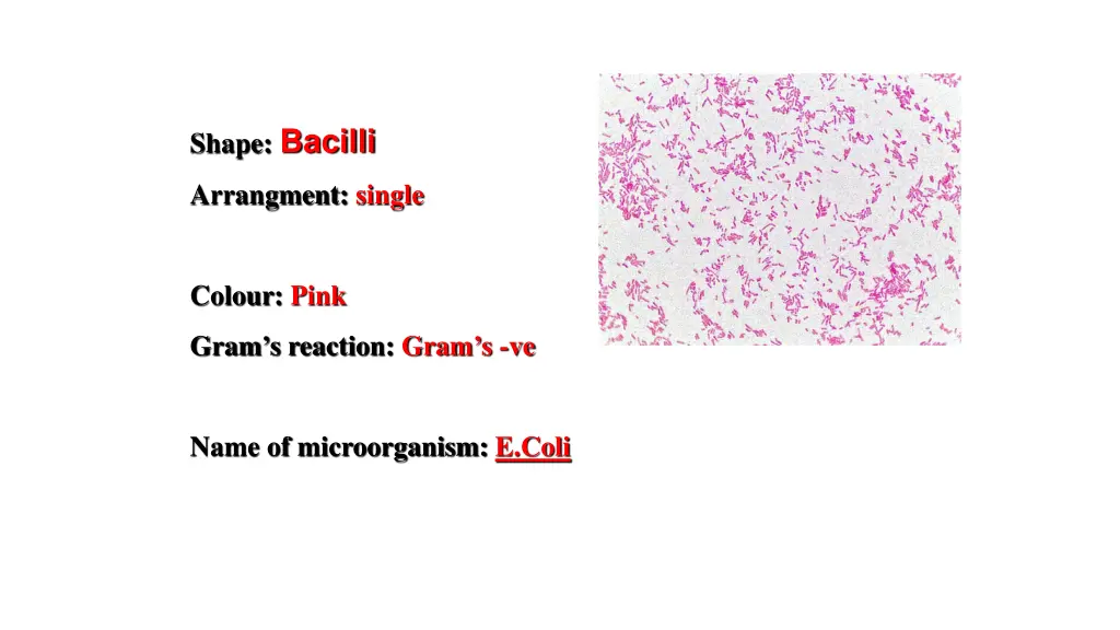 shape bacilli