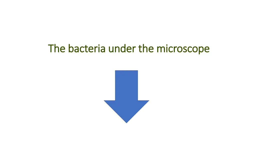 the bacteria under the microscope the bacteria