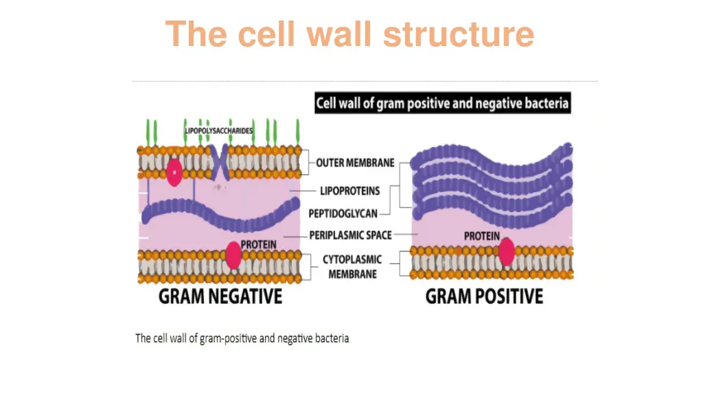 the cell wall structure