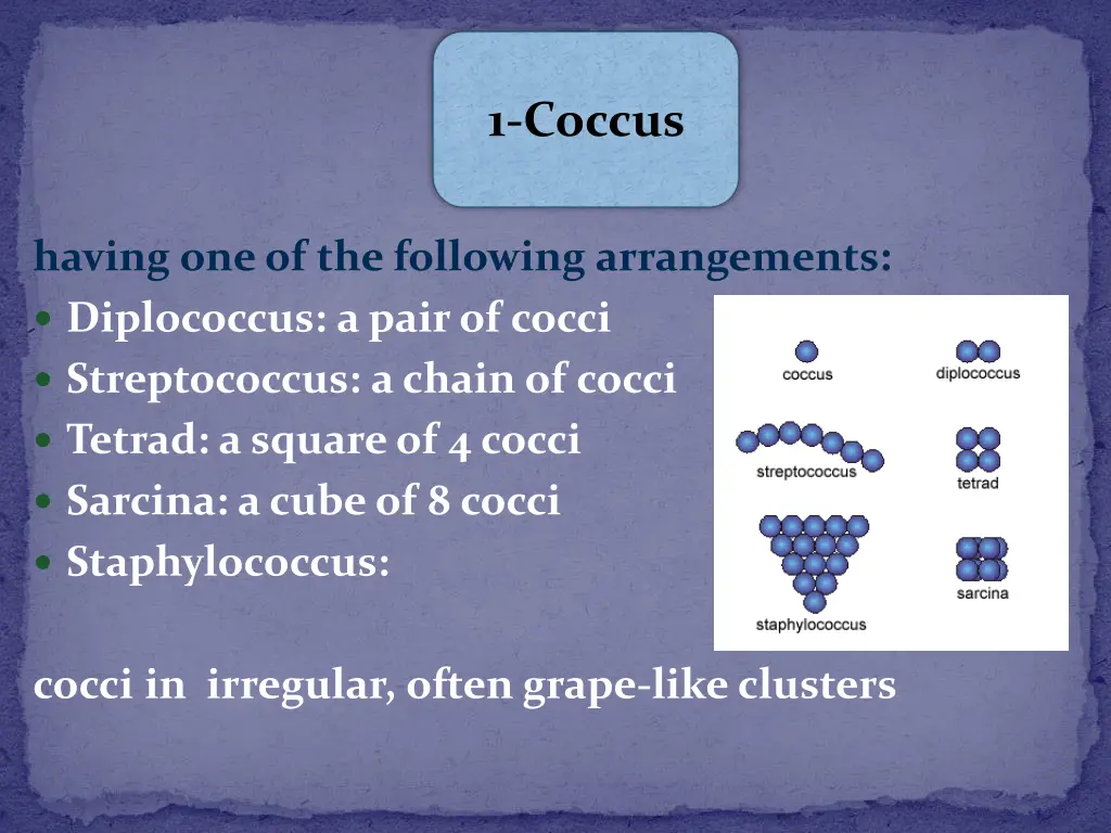 1 coccus