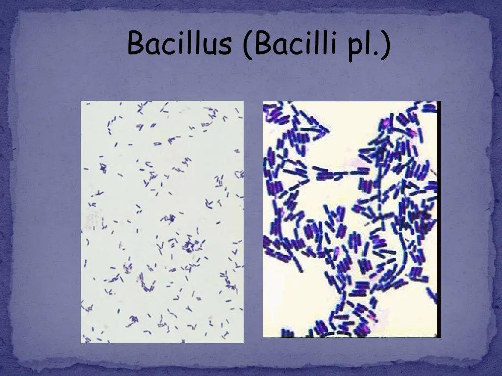 bacillus bacilli pl