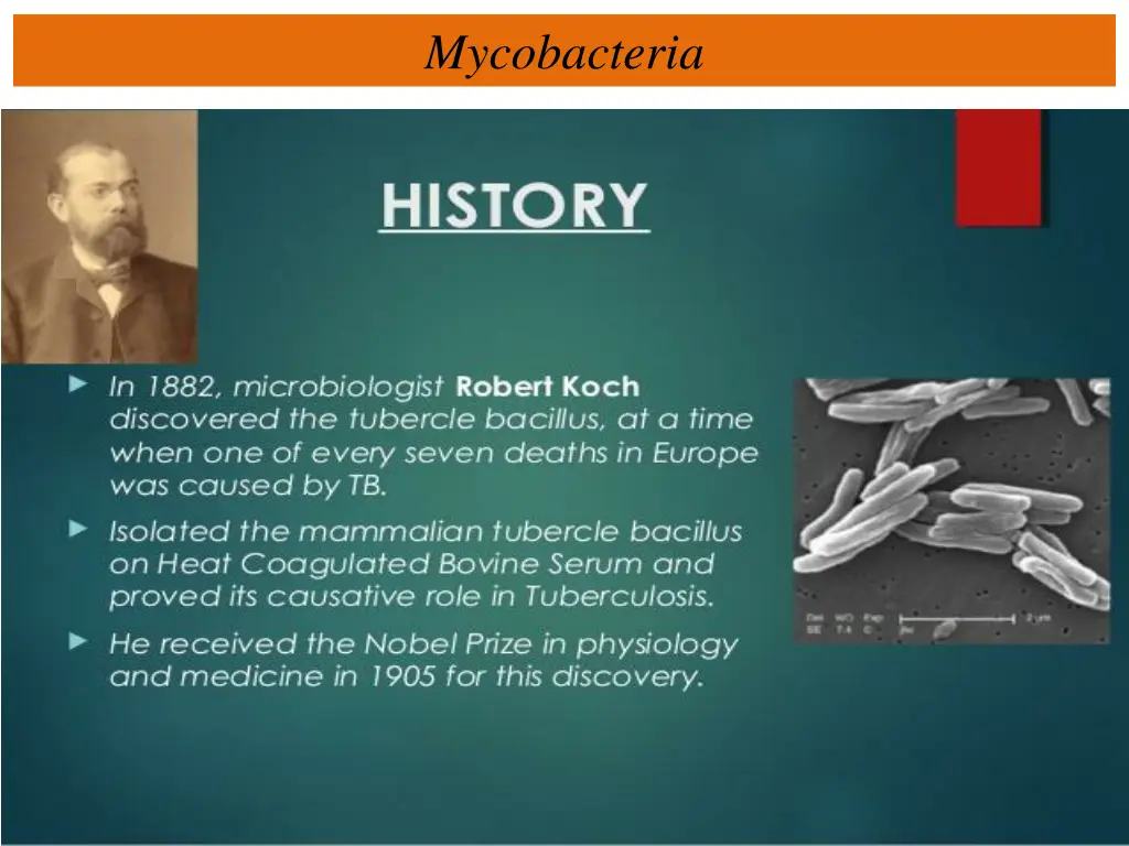 mycobacteria