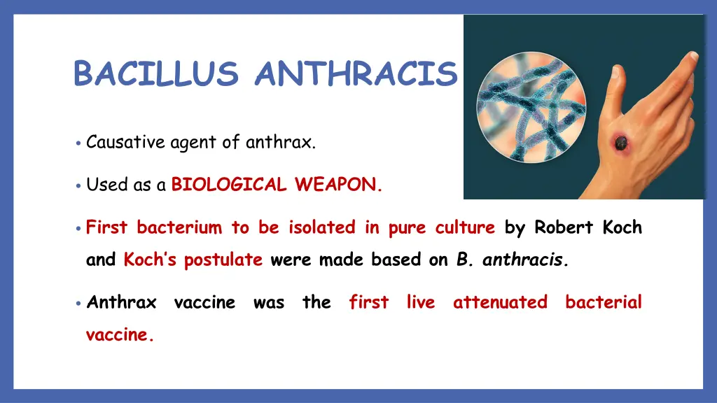 bacillus anthracis 1