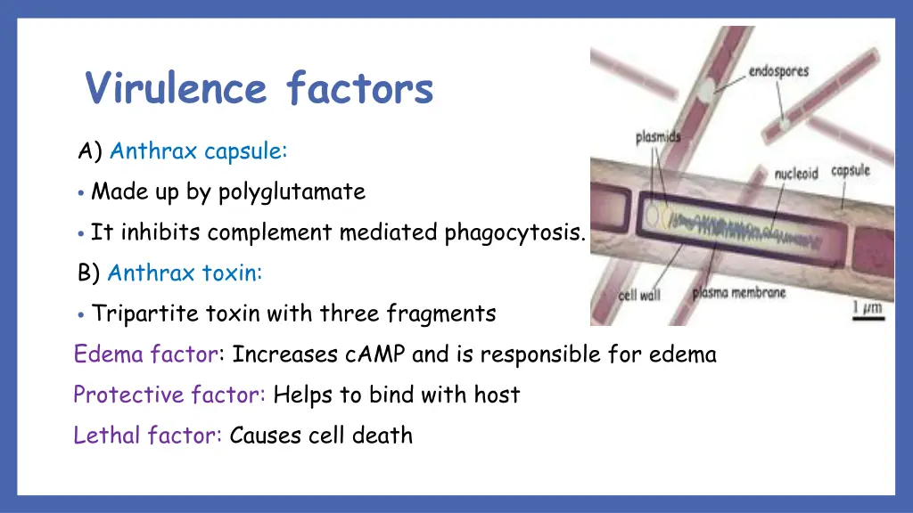 virulence factors