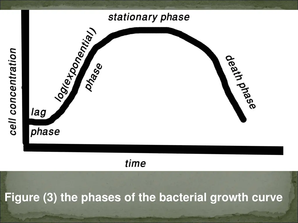 figure 3 the phases of the bacterial growth curve
