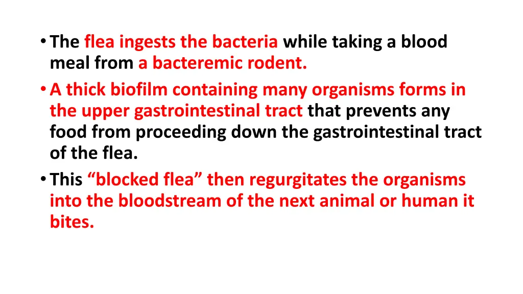 the flea ingests the bacteria while taking
