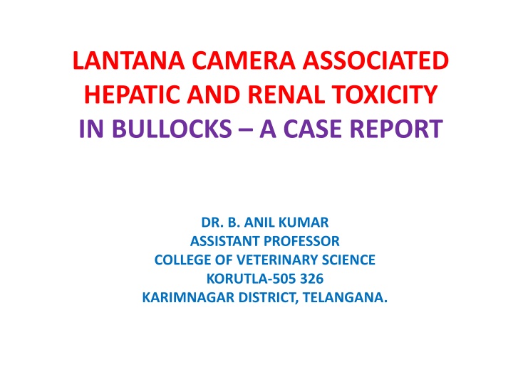 lantana camera associated hepatic and renal
