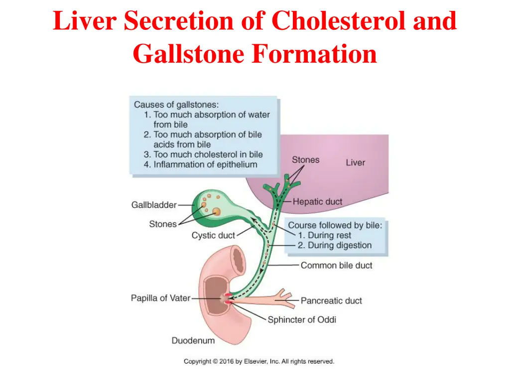 liver secretion of cholesterol and gallstone 1