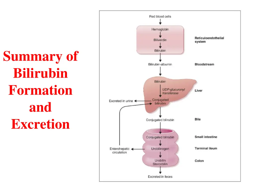 summary of bilirubin formation and excretion