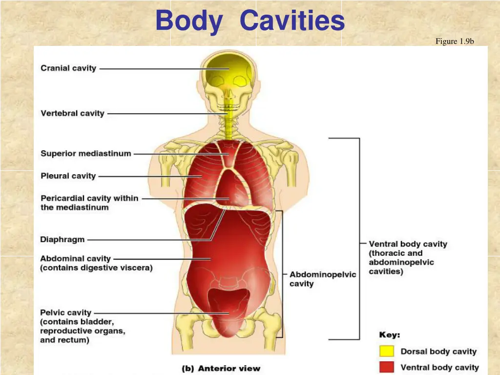 body cavities 2