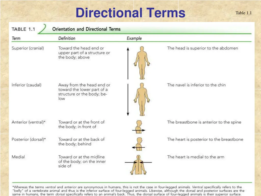 directional terms 2
