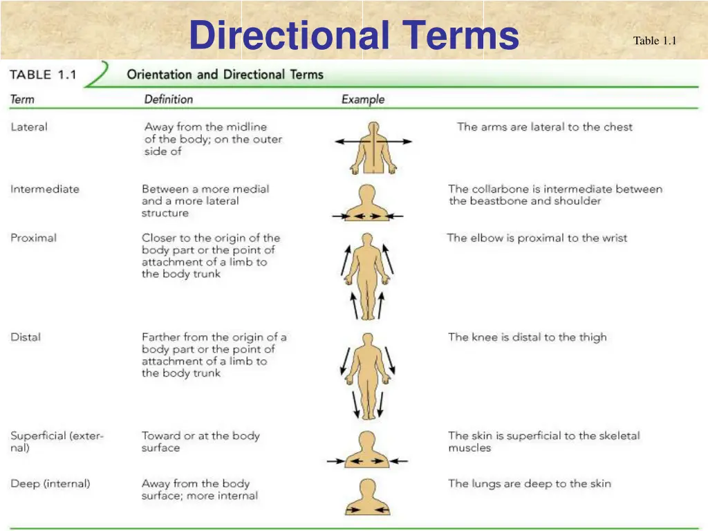 directional terms 3