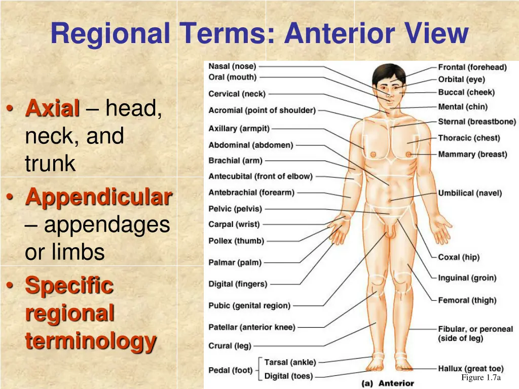 regional terms anterior view