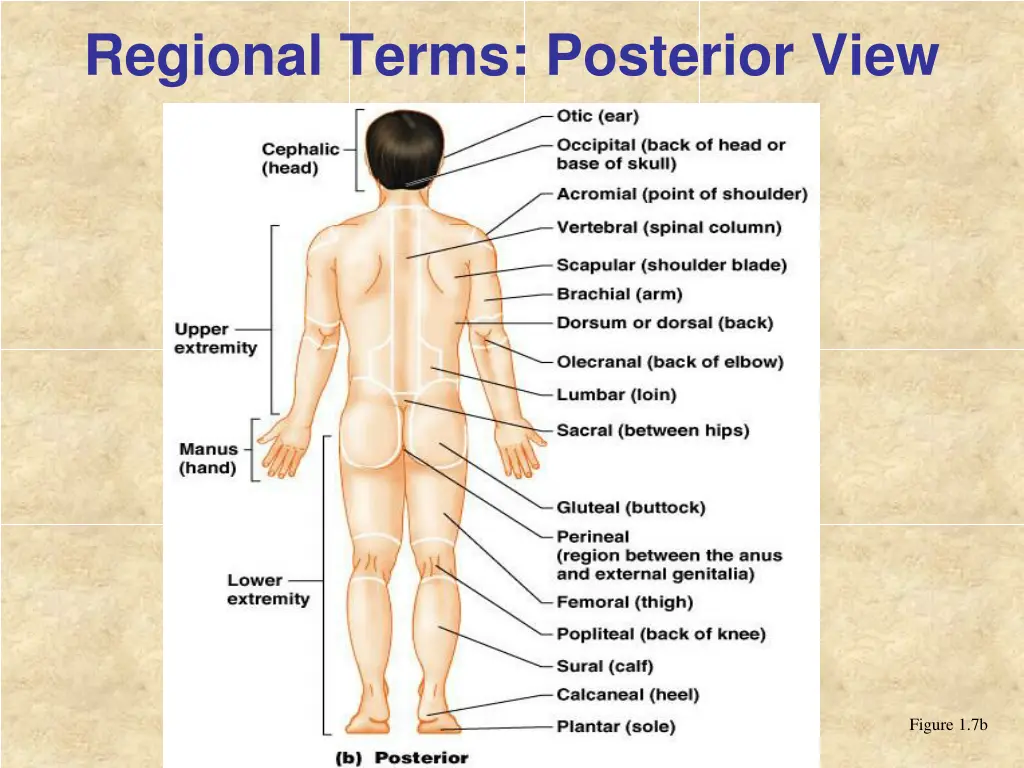 regional terms posterior view