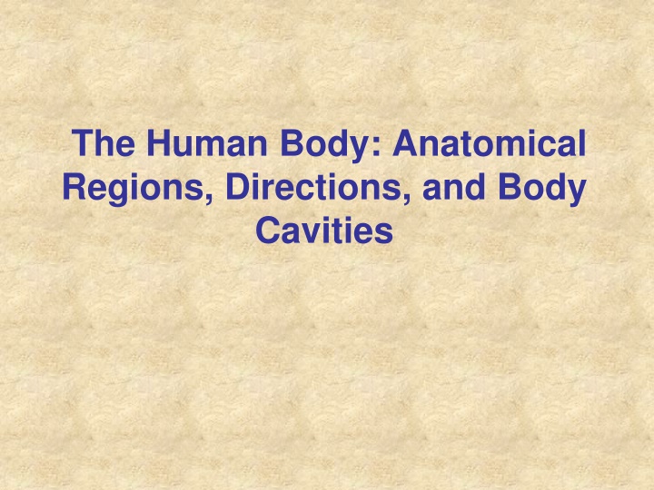 the human body anatomical regions directions
